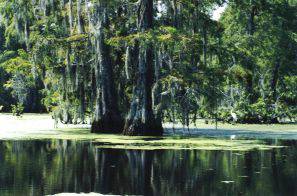 bayou swamp